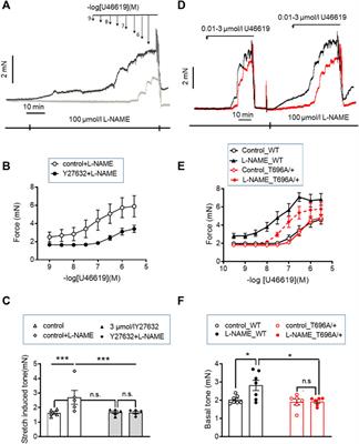 Dual thick and thin filament linked regulation of stretch- and L-NAME-induced tone in young and senescent murine basilar artery